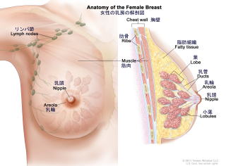 乳腺の解剖